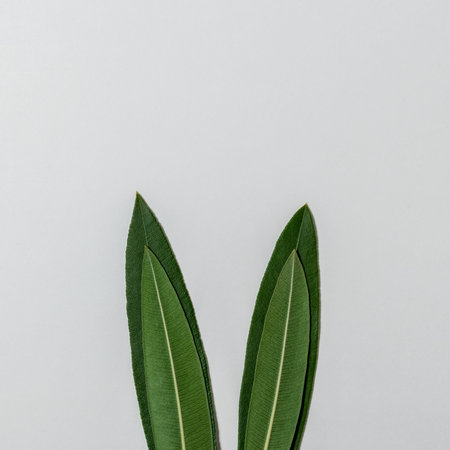 Rabbit ears made of natural green leaves on white background. Easter minimal concept. Flat lay.