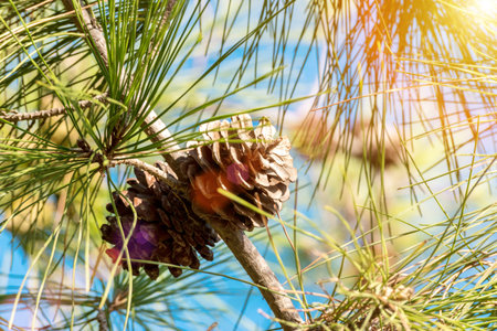 Cedar nut, pine cone green. Pine nut, pine lump, cedar branch. woodland cedarwood