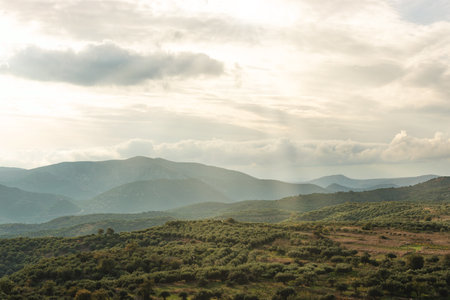 View of mountaine with olive tree plantations on sky background. Crete.の写真素材