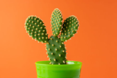 Close-up view of green cactus on bright background. Minimal composition.