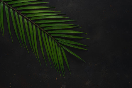 Creative layout with green tropical palm leaves on black background. Minimal summer abstract...
