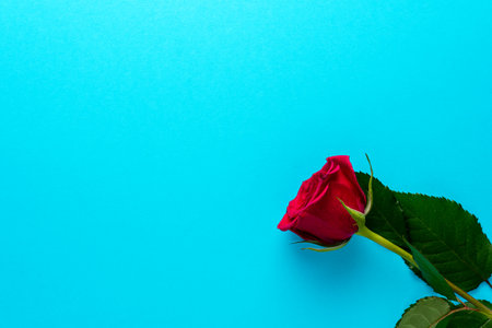 Red rose on blue background. Greeting card for Valentines Day, Womens Day. Minimal holiday concept.の写真素材