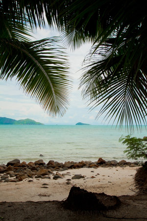 Beach coconut tree