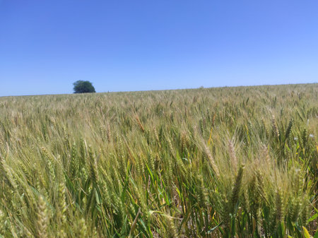 Wheat field with blue sky in the background. Rural landscape.の写真素材