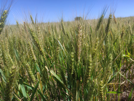 Wheat fields. Ears of wheat close-up. Background of ripening ears of meadow wheat fieldの写真素材