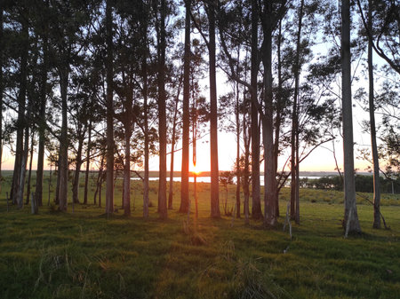 Sunrise in the eucalyptus forest.の写真素材