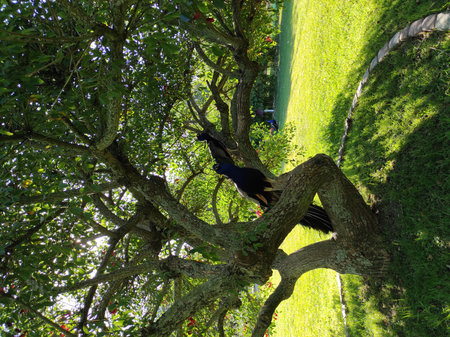 Peacock on the tree in the garden with green grass.の写真素材