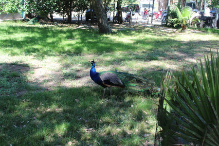 Peacock in the park in the city of Barcelona, Spainの写真素材