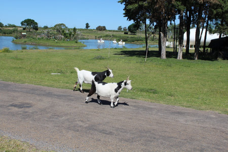 Goats on the road by the lake in the countryside of Brazilの写真素材