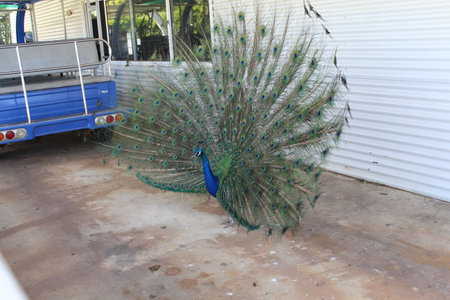 Peacock at the zoo in Pattaya,Thailand.の写真素材