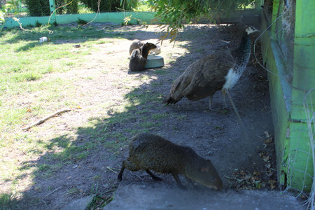 Wild birds in the zoo. Birds in the zoo. Animals in the zoo.の写真素材