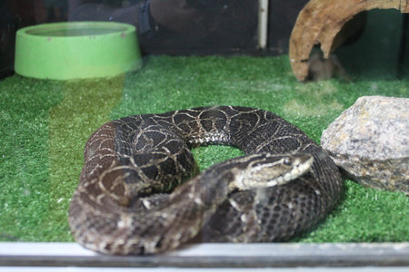 Ptyas mucosa, commonly known as the eastern ratsnake