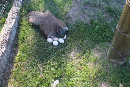 Chicken eggs in a nest on the green grass.の写真素材