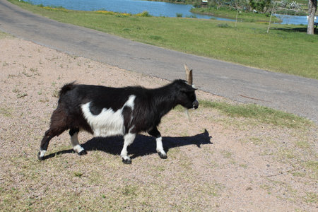 Goat in the park on the road. Goat on the roadの写真素材