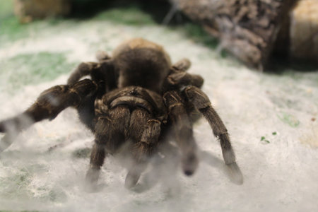 close up of tarantula spider. Selective focus.の写真素材