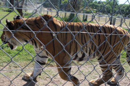 Siberian Tiger in a cage at the zooの写真素材