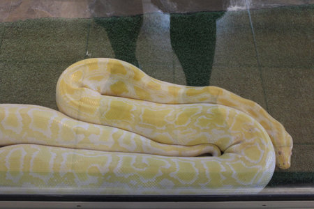 Yellow Burmese python (Python reticulatus) in the zooの写真素材