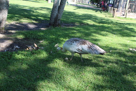 Peacock walking on the grass in the park at daytime.の写真素材