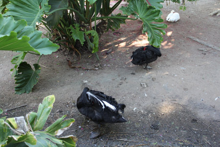 Black and white chicken in the garden, closeup of photo.の写真素材