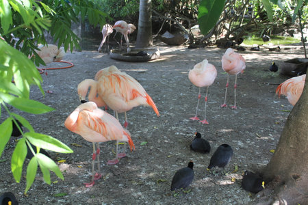 Pink flamingo with black bird in the zoo,Thailand.の写真素材
