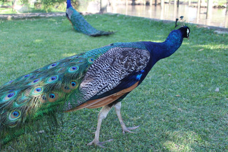 Peacock in the park, Thailand, South East Asia.の写真素材