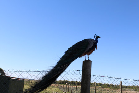 Peacock on a fence in a sunny day, South Africaの写真素材