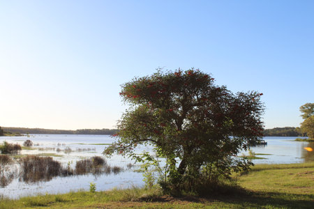 Tree on the shore of a lake in the evening. Autumn landscape.の写真素材