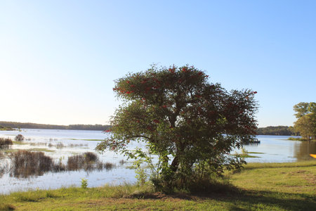 Tree on the bank of the river in a sunny autumn day.の写真素材