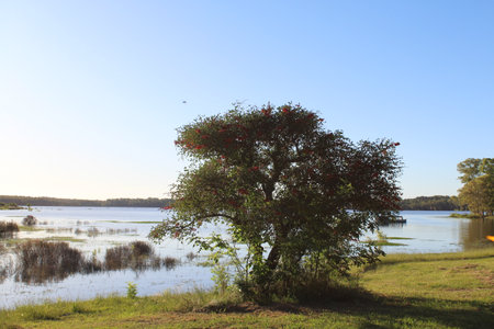 Tree on the bank of the lake with blue sky in the backgroundの写真素材