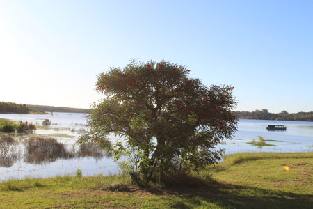 Tree on the shore of the lake in the evening. Blue sky.の写真素材