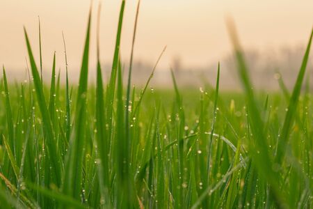 The freshness of spring in the fields has dew on the leaves of rice.の写真素材