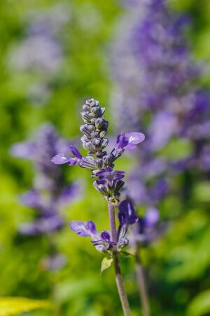 British lavender, green leaves bloom naturally beautiful outdoorsの写真素材