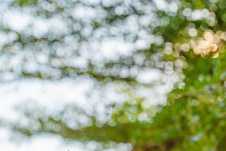 The orange sunset light behind the blurred tree creates a circular bokeh.