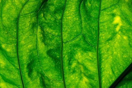 The abstract background of the nature of the stranded structure of lush green leaves, green backgroundの写真素材