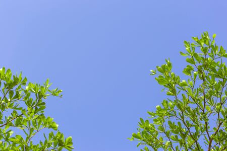 The branches of green leaves are framed to make the sky clear, backgroundの写真素材