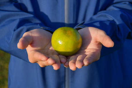People holding fresh oranges with both hands Yellow green in the garden Healthy food and drink with copy space with objects.の写真素材