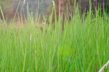 Abstract art background Fair sunlight in spring or ground with fresh grass and scraped grounds.の写真素材