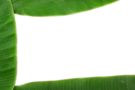 Banana leaf on whiteの写真素材