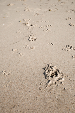 Paw Prints in Sand straight to the seaの写真素材