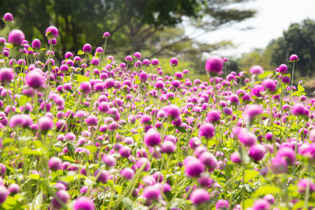 blur picture and vintage style Globe amaranth or Bachelor Button or Gomphrena globosa in the garden for wallpaper or backgrpund with copy spaceの写真素材