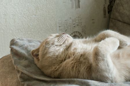 British fold  the short-haired cat sleeps at home on a sofaの写真素材