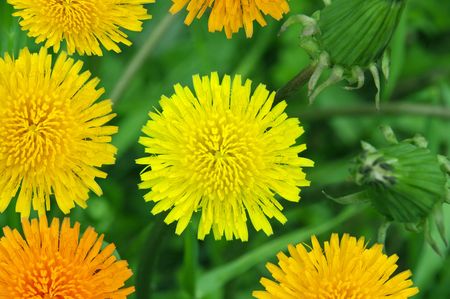 Dandelion against a green grass and budsの写真素材