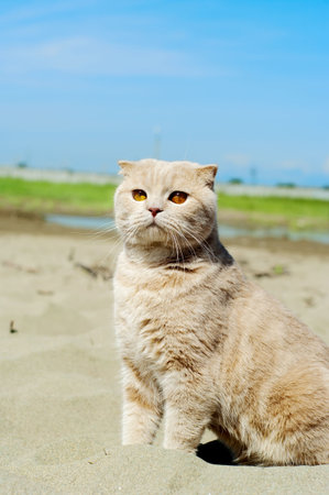 British fold  the short-haired cat Looks in a distanceの写真素材