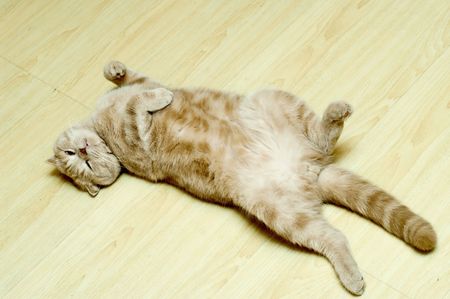 British fold  the short-haired cat a sleepの写真素材
