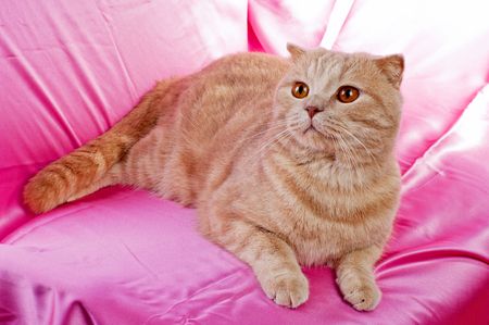 The British lop-eared cat of peach colour on a red background の写真素材