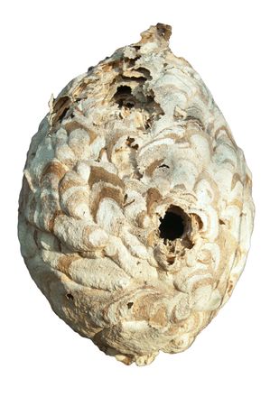 The died vespiary on a white background の写真素材