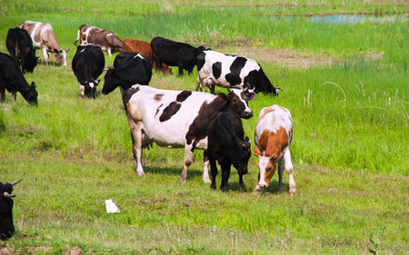 Old and young cows