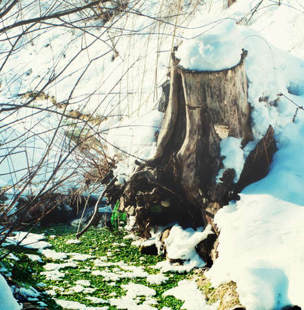 Winter landscape river bank and a stub in the foregroundの写真素材