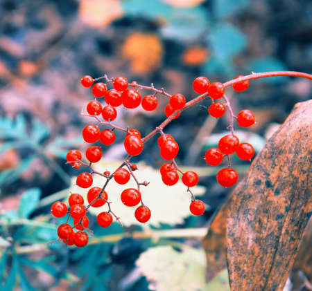 ripe and withering viburnum in an autumn forestの写真素材