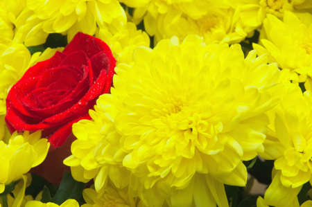 Bouquet from yellow chrysanthemums and a red roseの写真素材